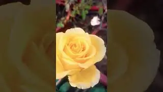 #rosecare #rosetips 🌹🌿 #flowers #rosecaretips #gardening #rosegrowthing