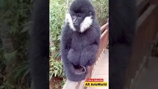 Funny Monkey Chatter #shorts