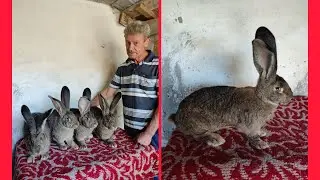 Vizita la Nea Nelu Vartej sep-2022,prezentare matca Uriaș german gri,culoare super,blana de top💣🐰🤗😁