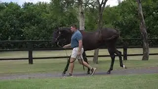 Lot 1059