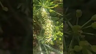 Micro world of insects