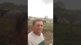 MOSTRANDO PRA VOCÊS UMA CRIAÇÃO DE GADO NEOLORE🐮🐂#fazenda 
