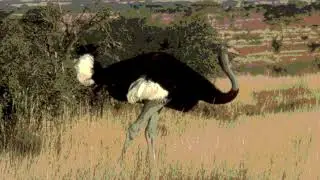 envious ostrich - proof of concept