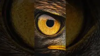 Explore the remarkable hunting efficiency of hawks. From their keen eyesight to their ariel mastery!