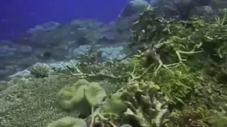 Papua New Guinea Coral Reef Compilation
