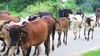 Pakistan Village Life Vlog | Sounds of nature | Satisfying Music
