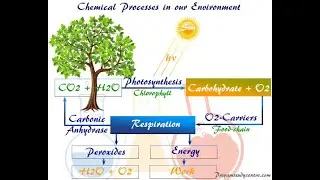 Environmental Chemistry NEET Notes