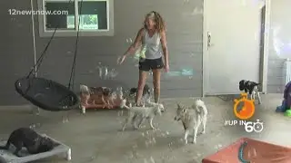 Up in 60: Elite Pet Resort offering around-the-clock dog services in Beaumont