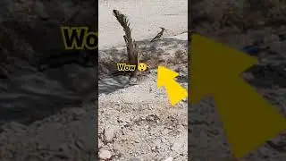 wow 😲 cute bird 🕊️ #spotted #bird #nice