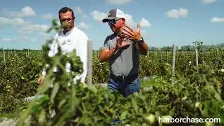 Farm-to-Table Approach to Dining | HarborChase Senior Living