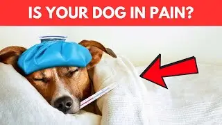 What Can I Give My Dog for Pain? | Safe Pain Relief for Dogs