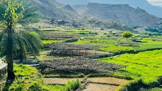 al alia village al awabi oman/jalb cafe al alia village/jalb cafe oman/جلبا كافيه