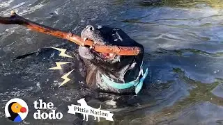 Rescue Pittie Screams Like A Seal When It's Time For The Beach | The Dodo Pittie Nation