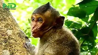 Poor baby monkey got bitten by ants, baby monkey fearlessly climbing up the tree