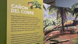 'A 300-million-year journey': Ancient Life exhibit opening at NM Museum of Natural History & Science