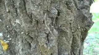Лесные муравьи за работой. ( Formica rufa )