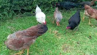 Chicken Behavior During Feeding&ndash;Who Eats First? 🐔👑25-Sre Farmer | USA, #chicken Canada, UK,Australia