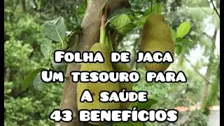 FOLHA DE JACA: C&Acirc;NCER, INFEC&Ccedil;&Atilde;O, INFLAMA&Ccedil;&Atilde;O, DOR, DIABETES, COLESTEROL, MICOSE, BACT&Eacute;RIAS, FUNGOS...