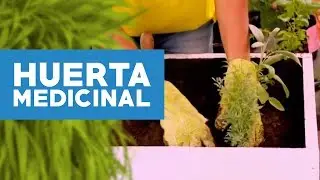 &iquest;C&oacute;mo hacer una huerta medicinal?