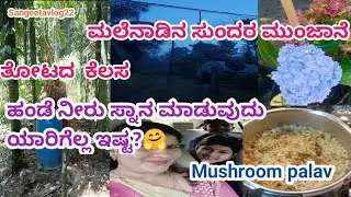 ಮಲೆನಾಡಿನ ಸುಂದರ ಮುಂಜಾನೆ/ಯಾರಿಗೆಲ್ಲ ಇನ್ನೂ ಹಂಡೆ ನೀರು ಸ್ನಾನ ಇಷ್ಟ?ತೋಟದ  ಕ್ಲೀನಿಂಗ್ /ಮಶ್ರೂಮ್ ಪಲಾವ್ ರೆಸಿಪಿ