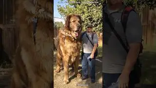 SMALL DOG TO BIG DOG TRANSFORMATION||
