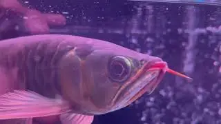 KAPUAS SUPER RED AROWANA(1ST PURCHASE)