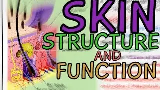 Skin - Structure and Function Explained in 3 Minutes!! Layers: Epidermis, Dermis