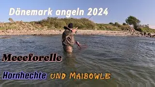 Meerforelle Hornhecht und Maibowle Dänemark 2024