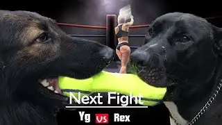 Two Dominant Dog Breeds Show Their Dominance | Pitbull Vs Gsd