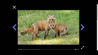 How can you help a lost baby animal find its parents 1 of 6