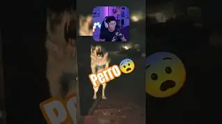 Pobrecito perrito 🤣 #Perro #humor #untildawn #mike #stream #untildawn  #gameplay  #terror #fypシ #fy