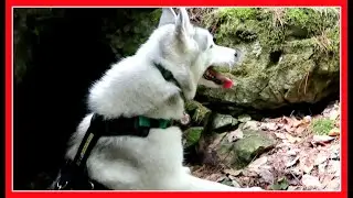 SPELUNKING HUSKY MEMPHIS