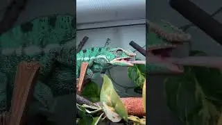 ミドリマン　パンサーカメレオン　ノシベ　Furcifer pardalis / Panther chameleon Ambilobe Nosy Be Ankaramy　#shorts