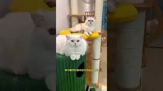 100 Cute Cat Art Challenge   Whose Cartoon Characters Do You Prefer   #xiaoximi #funnycats #shor