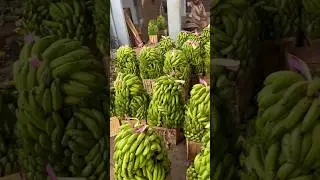 Wholesale Karachi fruit market #shortsvideo #fruitbazar  #streetfood #localmarketkarachi #bananas