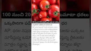 tomato prices suddenly decrease