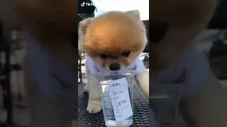 Jiff Pom 🐶💛