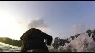 Labmaraner gopro session