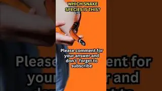 Which Snake Species Is This? #shorts #snake #wiseanimals4u