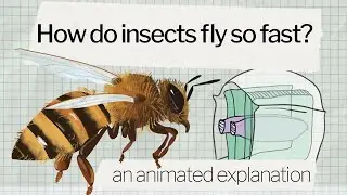 How do insects fly so fast? An animated explanation