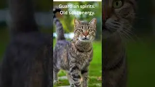 Soul Pets Decoded  - Cat colors