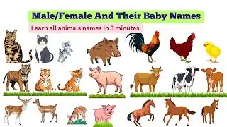 Male & Female and Baby animals names/ animals vocabulary.