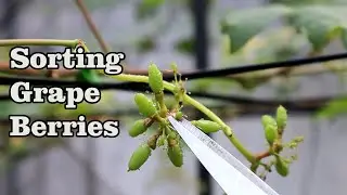 SORTING GRAPE BERRIES