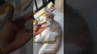 Why Do Cats Bite You Gently? Love Bites vs Real Bites Explained!  #cat