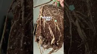 龟背竹换盆记 Turtle backcdBambooReturning to thePotRecord#monstera