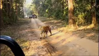 kanha national park tiger sighting in winter morning