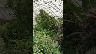 Botanical Garden #viral #trending #travelvlog #travel  #view #park #botanical #garden #dubai #tiktok