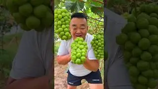 У вас потекли слюнки 💦😋🍇🍓🍌#шорты #природа #фрукты