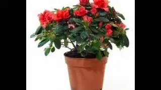 het liedje van dun blompot