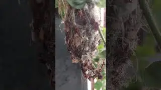 burung kecil bersarang rendah, ada anaknya baru menetas sepertinya kelaparan, mulutnya menganga